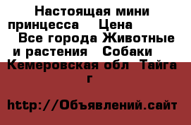 Настоящая мини принцесса  › Цена ­ 25 000 - Все города Животные и растения » Собаки   . Кемеровская обл.,Тайга г.